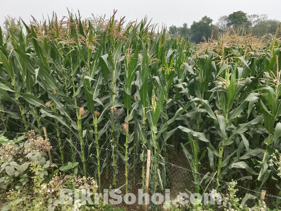 সাইলেজ উপযোগী ভুট্টা গাছ